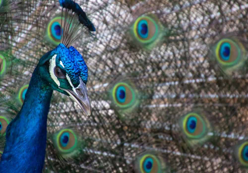 Peacock Power Animal