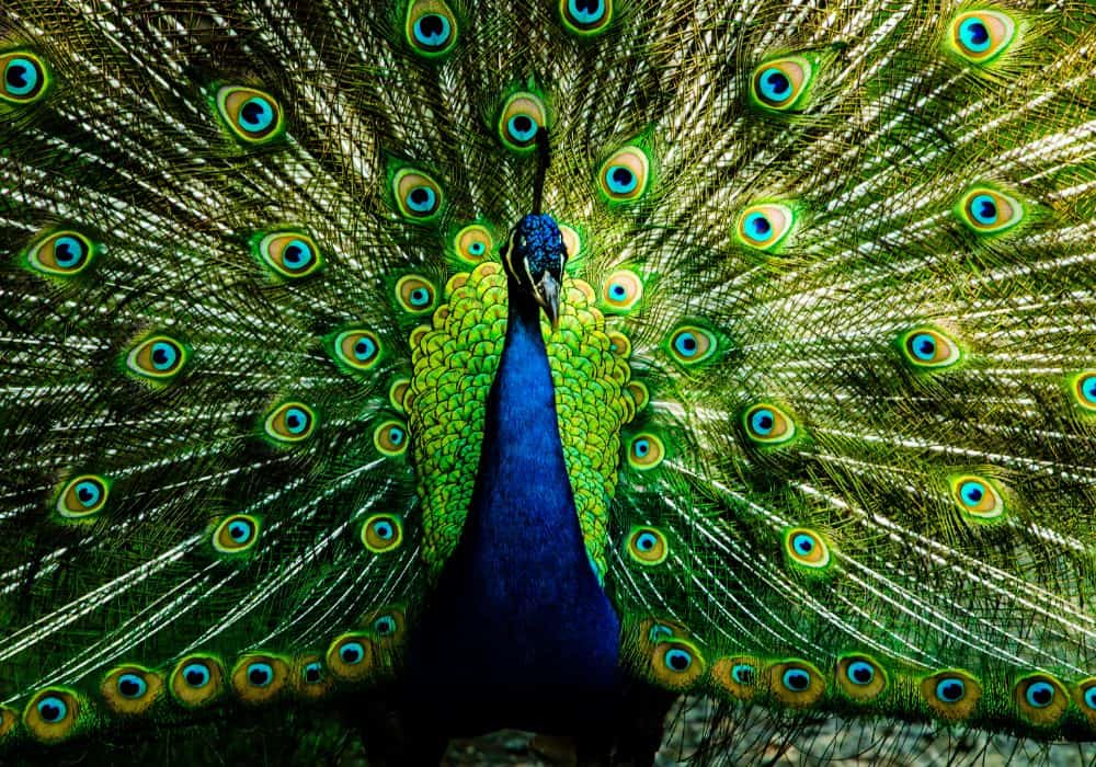 Peacock Symbolism Around The World