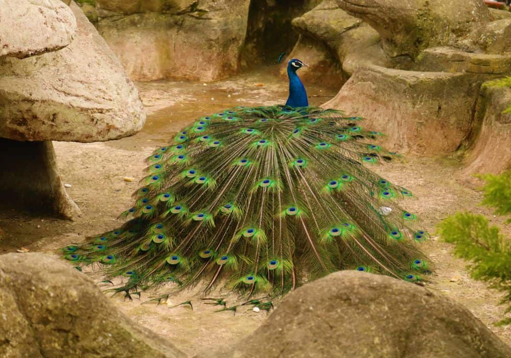 Peacock Symbolism In Religion