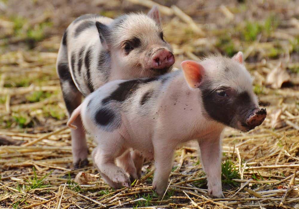Pig Symbolism: 12 Spiritual Meanings of Pig