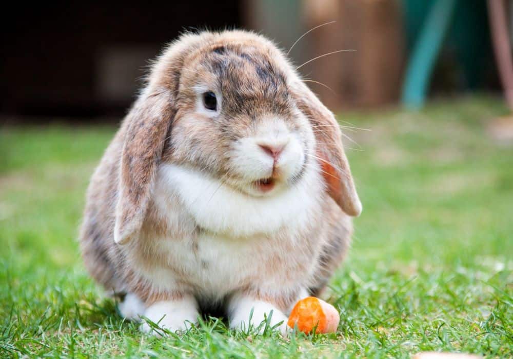 Rabbit Symbolism: 23 Spiritual Meanings Of Rabbit