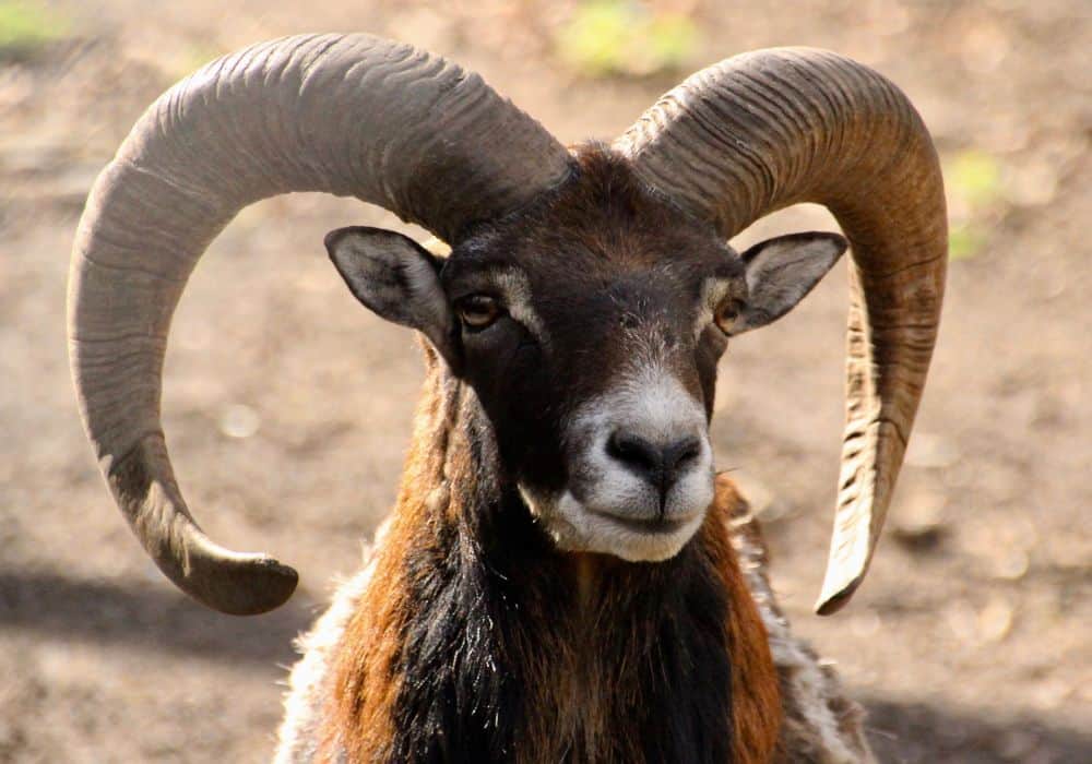 Rams and Christianity