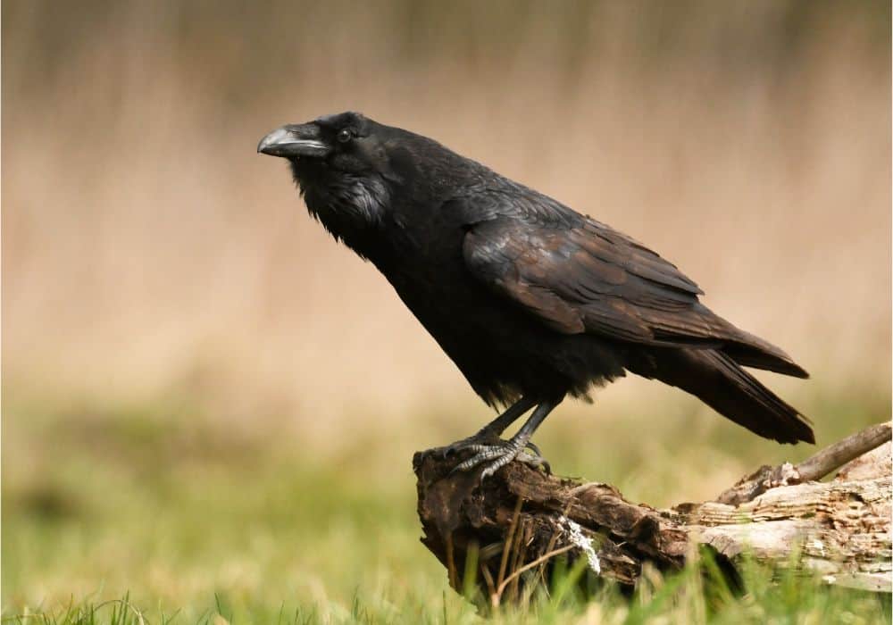 Raven Symbolism: 9 Spiritual Meanings of Raven