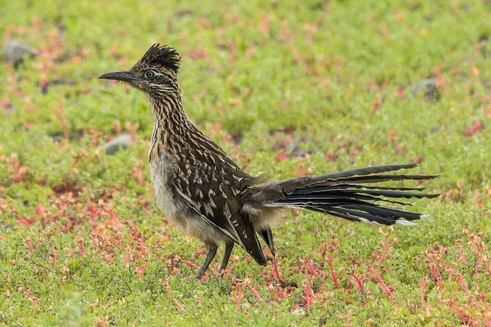 What Do Roadrunners Eat? (Diet & Facts)