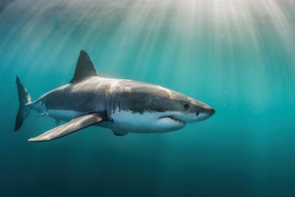 Shark Symbolism: 17 Spiritual Meanings Of Shark