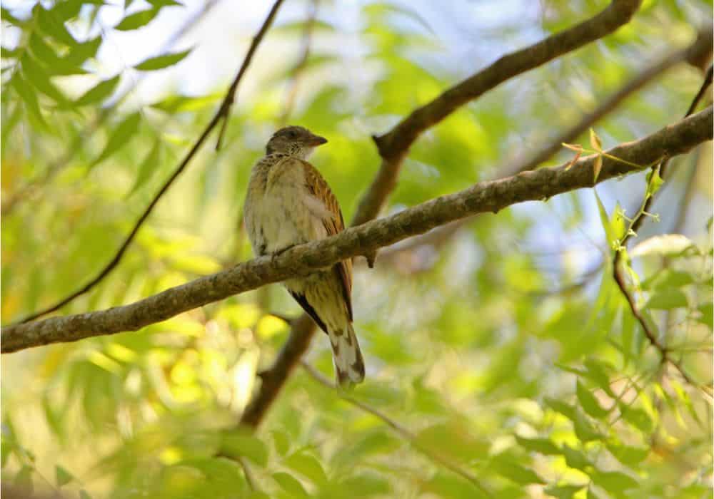 Significance And Symbolism Of The Honeyguide