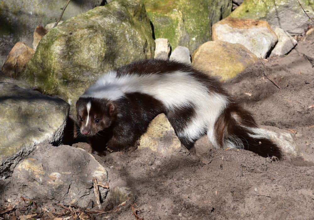 Skunk As a Symbol Of Fertility
