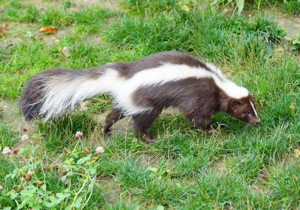 Skunk Omens and Their Meanings