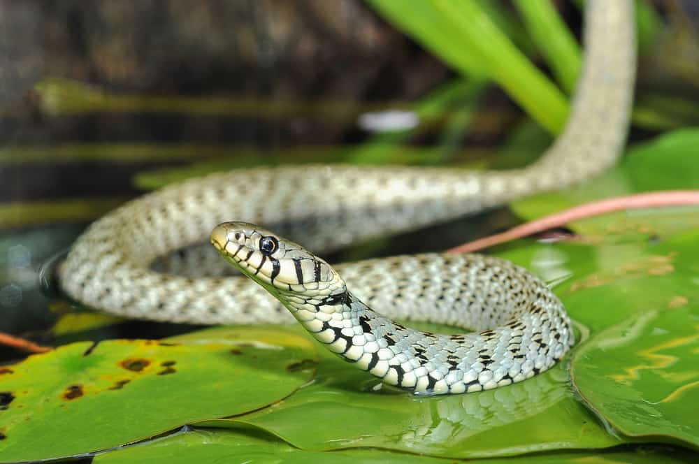 Snake Symbolism: 25 Spiritual Meanings Of Snake
