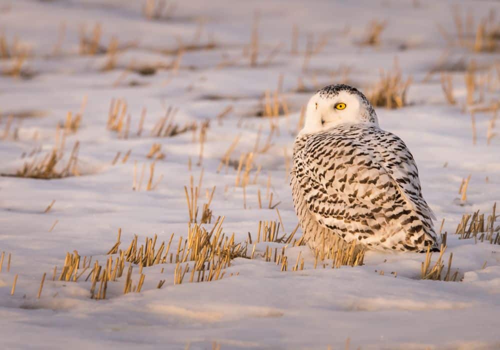 Snowy Owl Symbolism Across Different Cultures