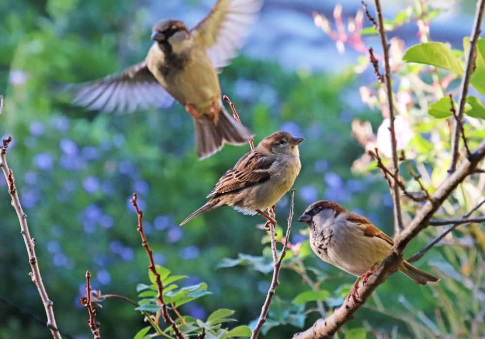 Sparrow Encounters and Omen