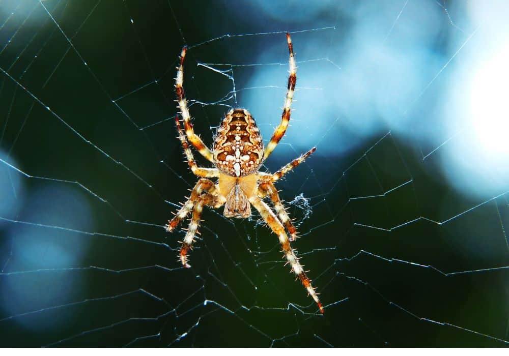 Spider Symbolism: 30 Spiritual Meaning of Spider
