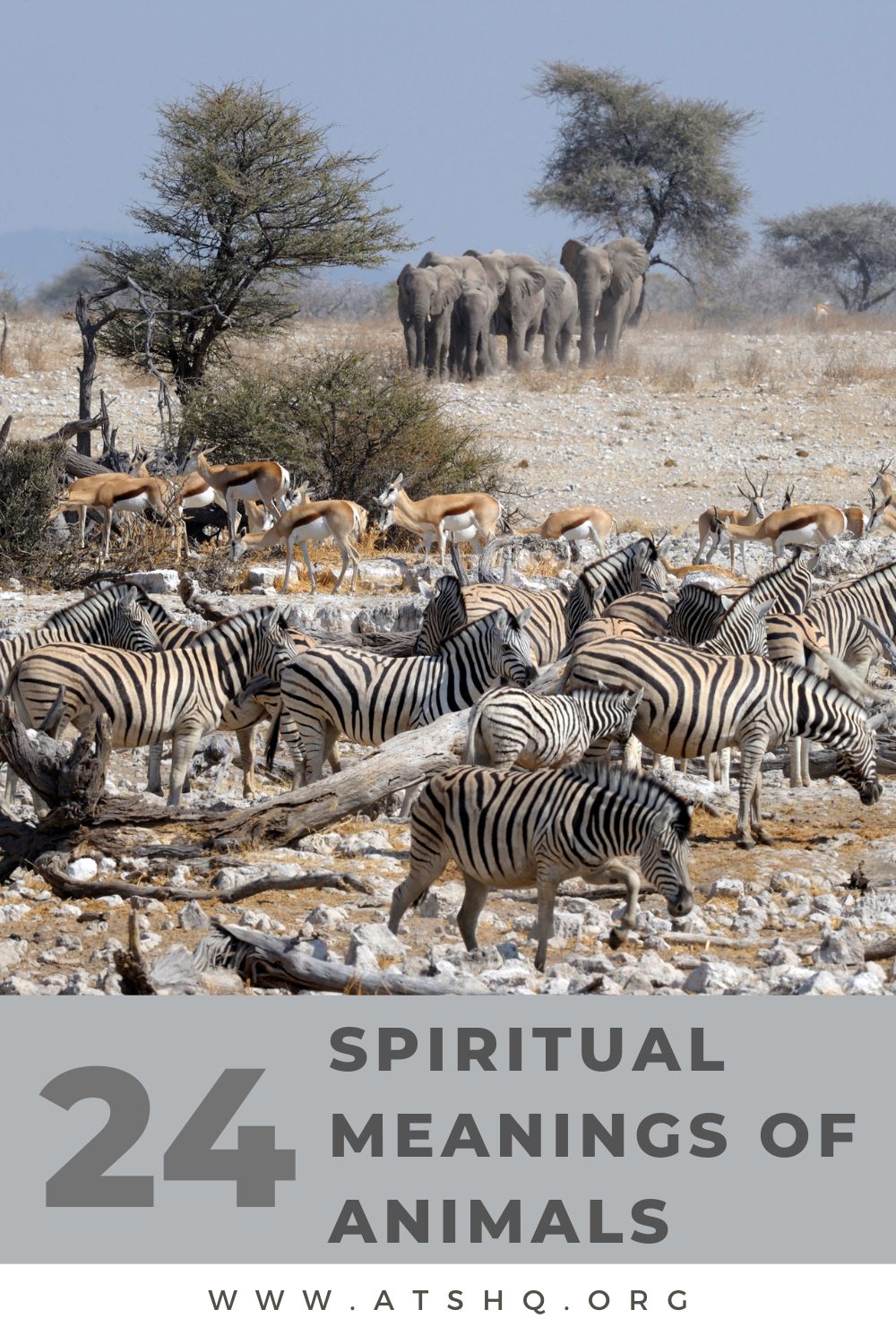 Spiritual Meanings of 24 Animals