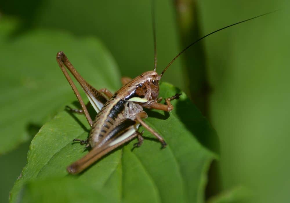 Spiritual Meanings of Grasshoppers