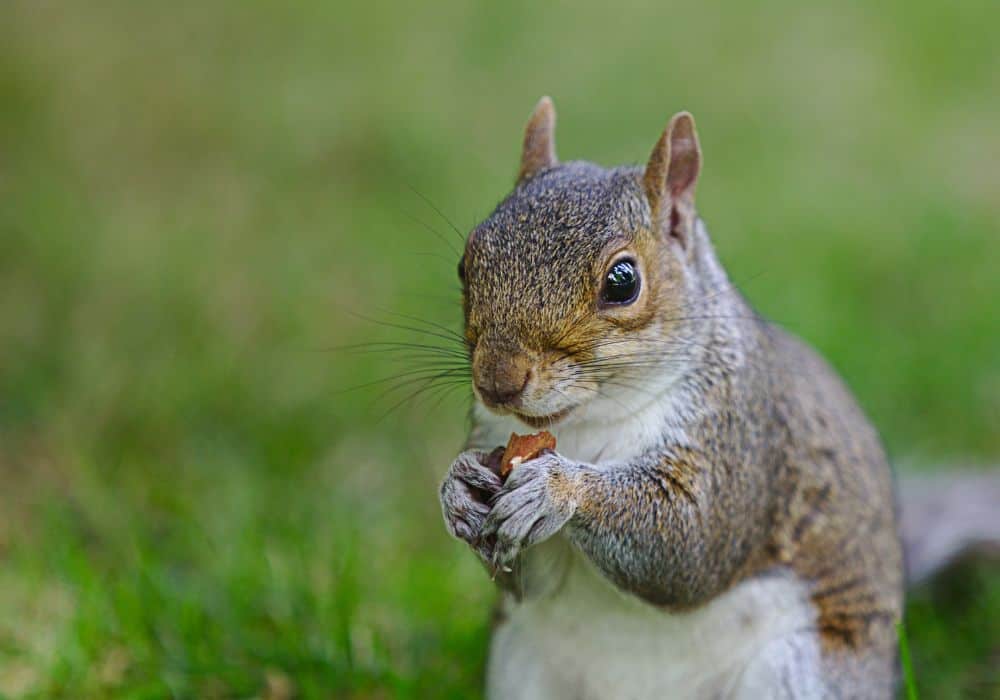 Squirrel Distribution and Habitat