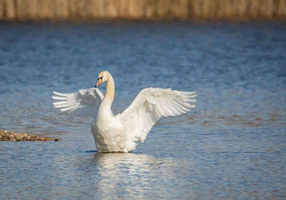 Swan Symbolism in Different Cultures