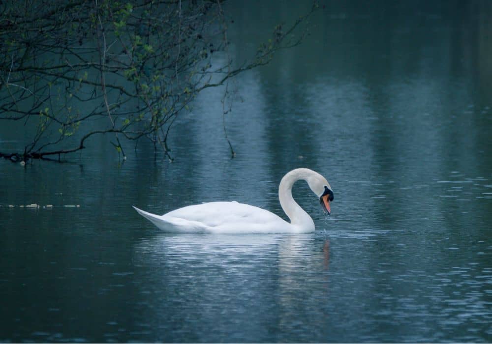 Swan Symbolism: 15 Spiritual Meanings Of Swan