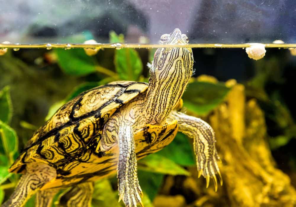 Tank setup requirements for keeping red-eared slider turtles