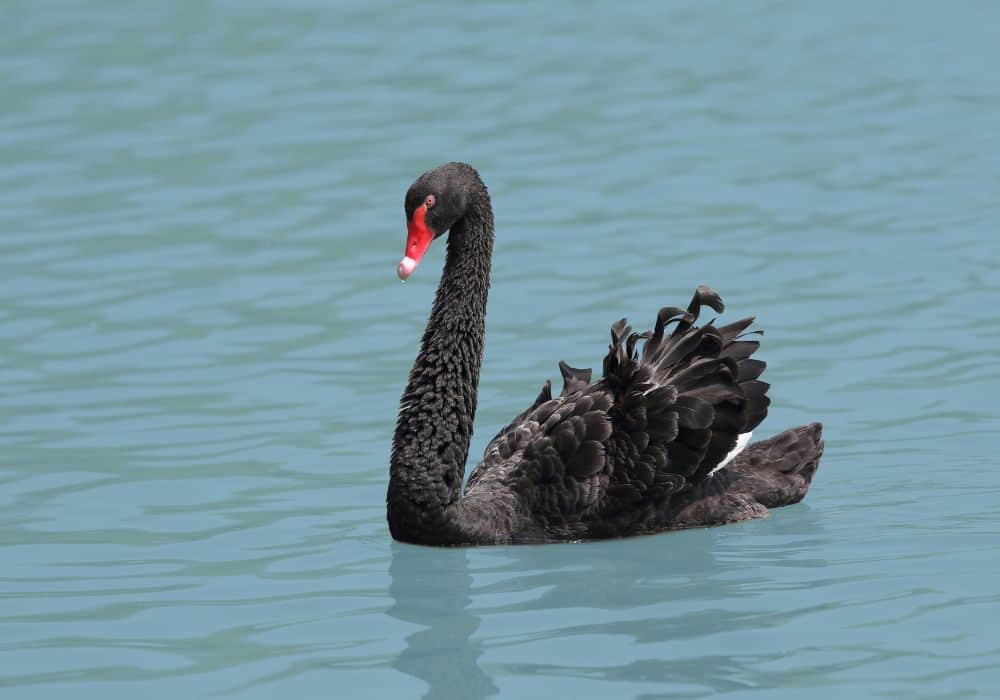 The Black Swan Symbolism