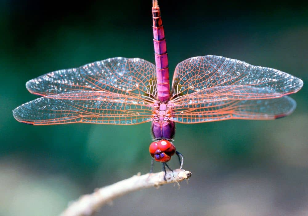 The Cultural Symbolism of Dragonflies