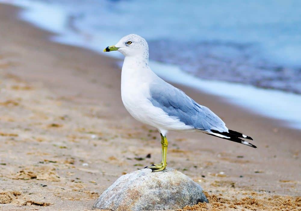 The Distribution, Habitat, & Life Span of Seagulls