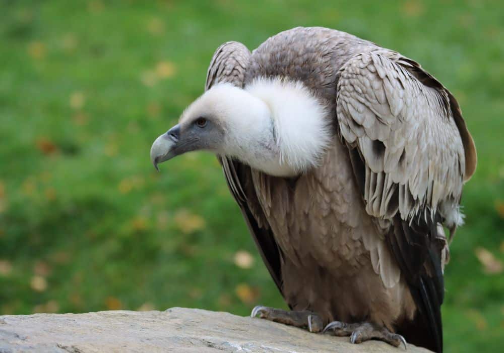 The General Symbolism of Vultures