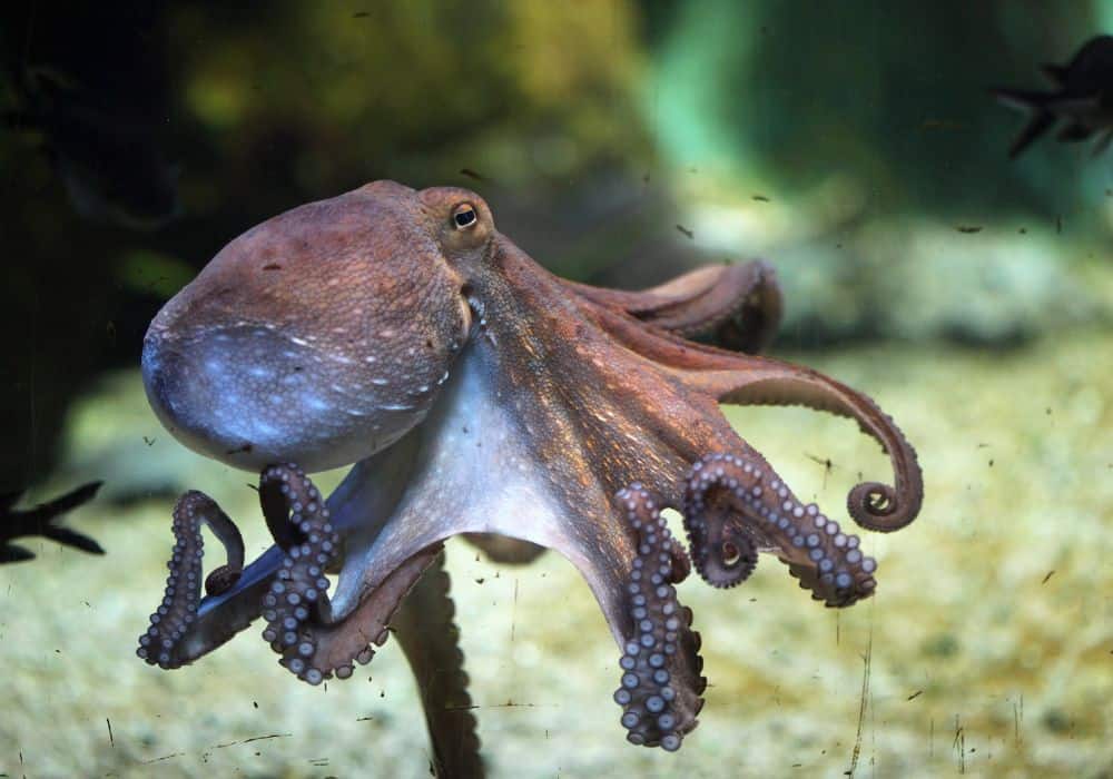 The General Symbolism of the Octopus