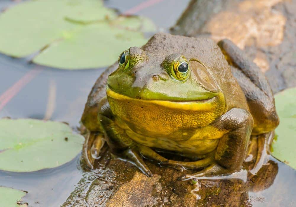 The Physical Characteristics of Bullfrogs