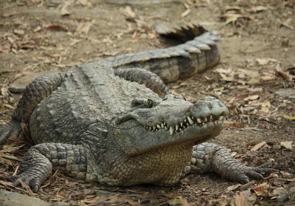 What Do Crocodiles Eat? (Diet & Facts)