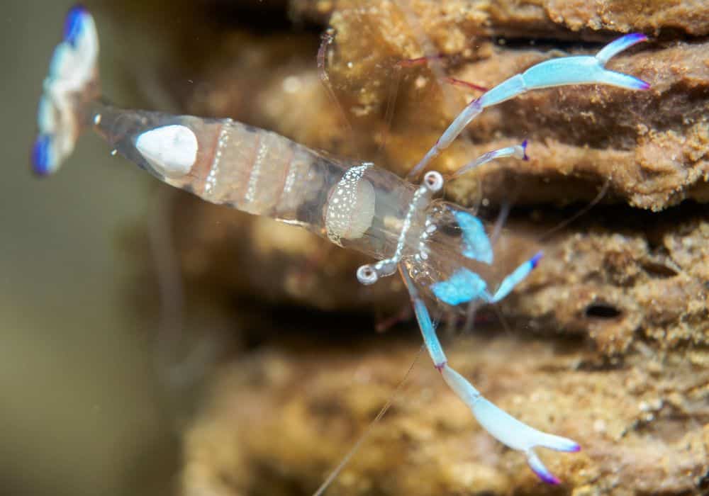 The Physical Characteristics of Ghost shrimp
