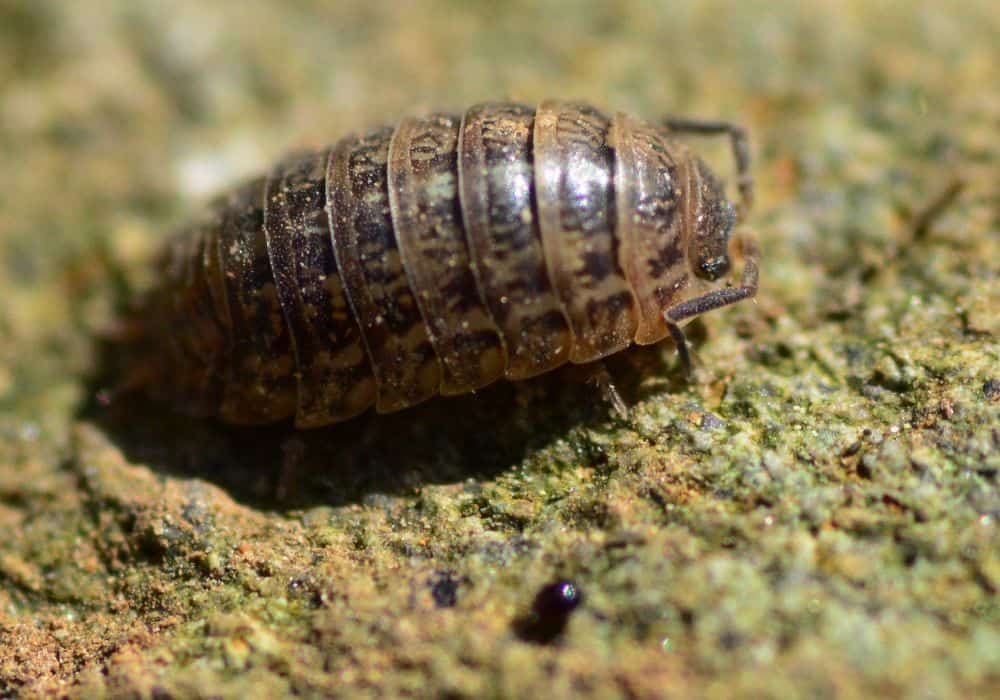 The Physical Characteristics of Pill Bugs