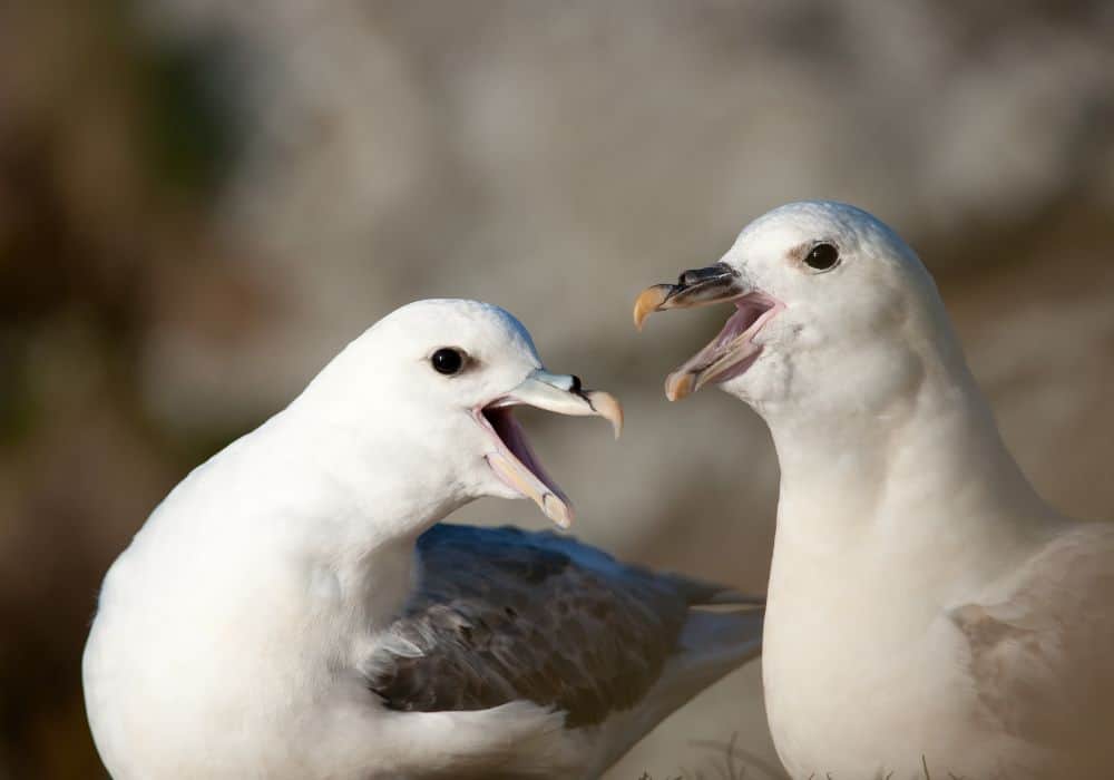The Physical Characteristics of Seagulls