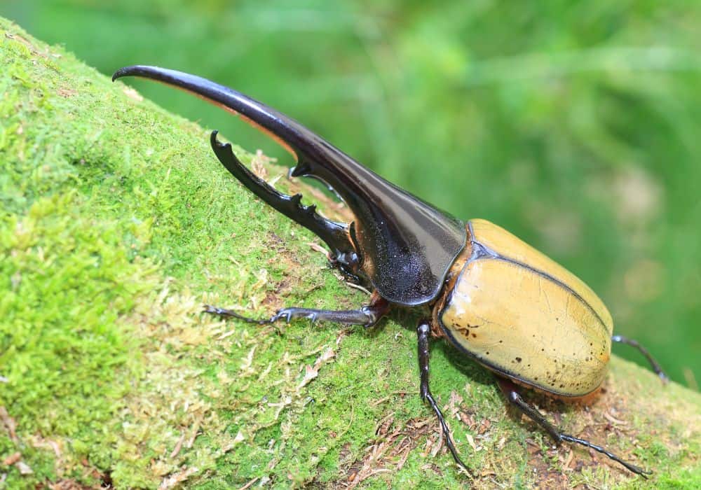 The Spiritual Symbolism of Beetles