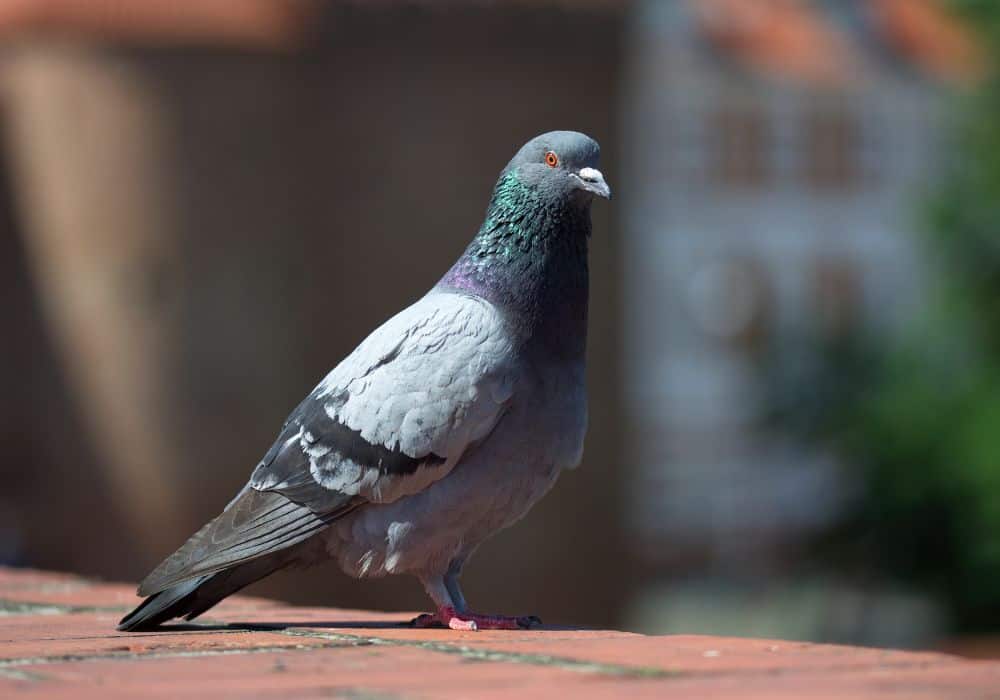 The Spiritual Symbolism of Doves