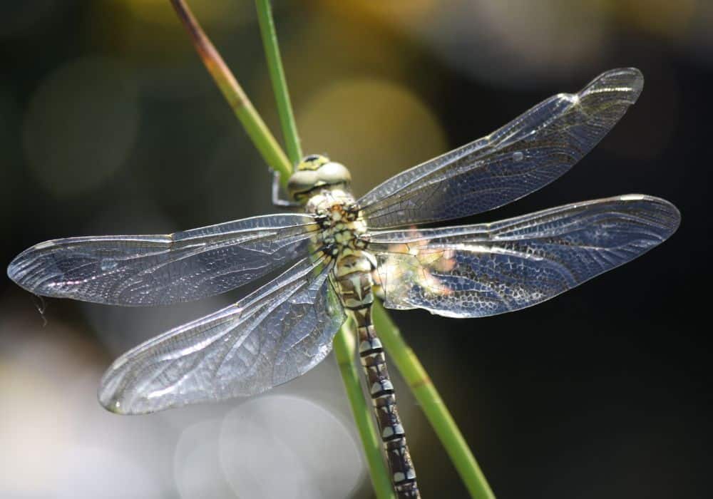 The Spiritual Symbolism of Dragonflies