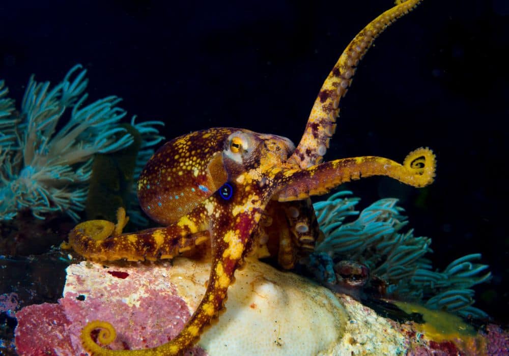 The Spiritual Symbolism of the Octopus
