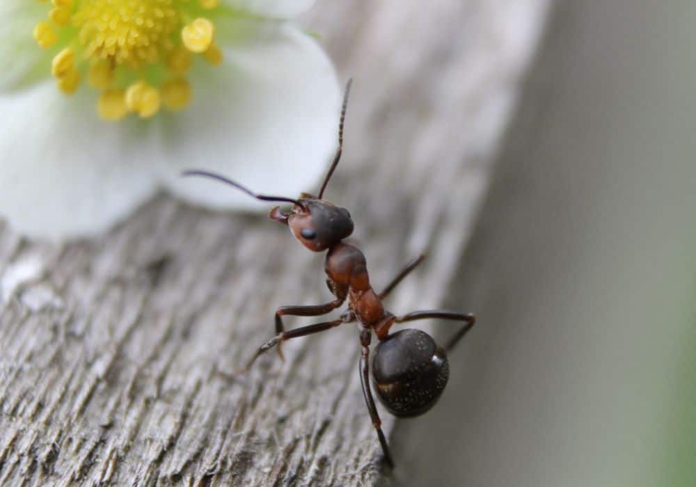 The Symbolism of Ants in Folklore and Mythology
