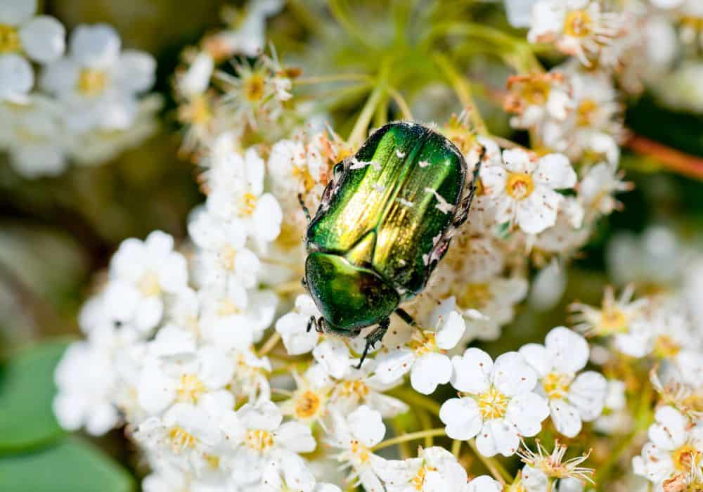 The Symbolism of Beetles in Culture