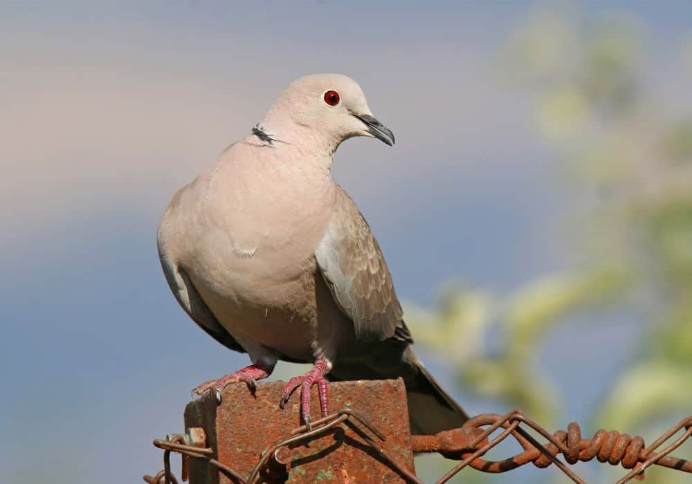 The Symbolism of Doves in Mythology