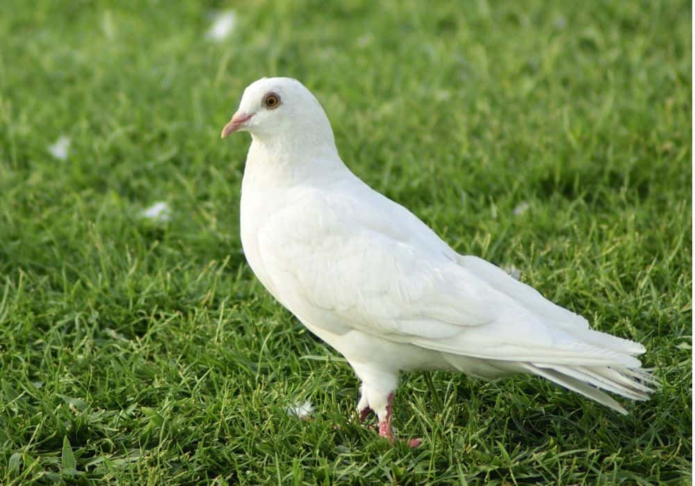 The Symbolism of Doves in Religion