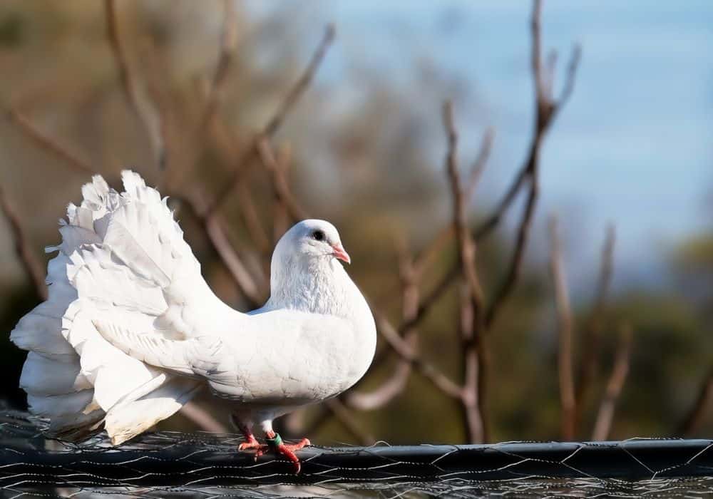 The Symbolism of Doves in the Military