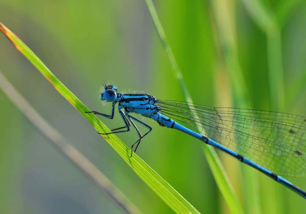 The Symbolism of Dragonflies in Folklore