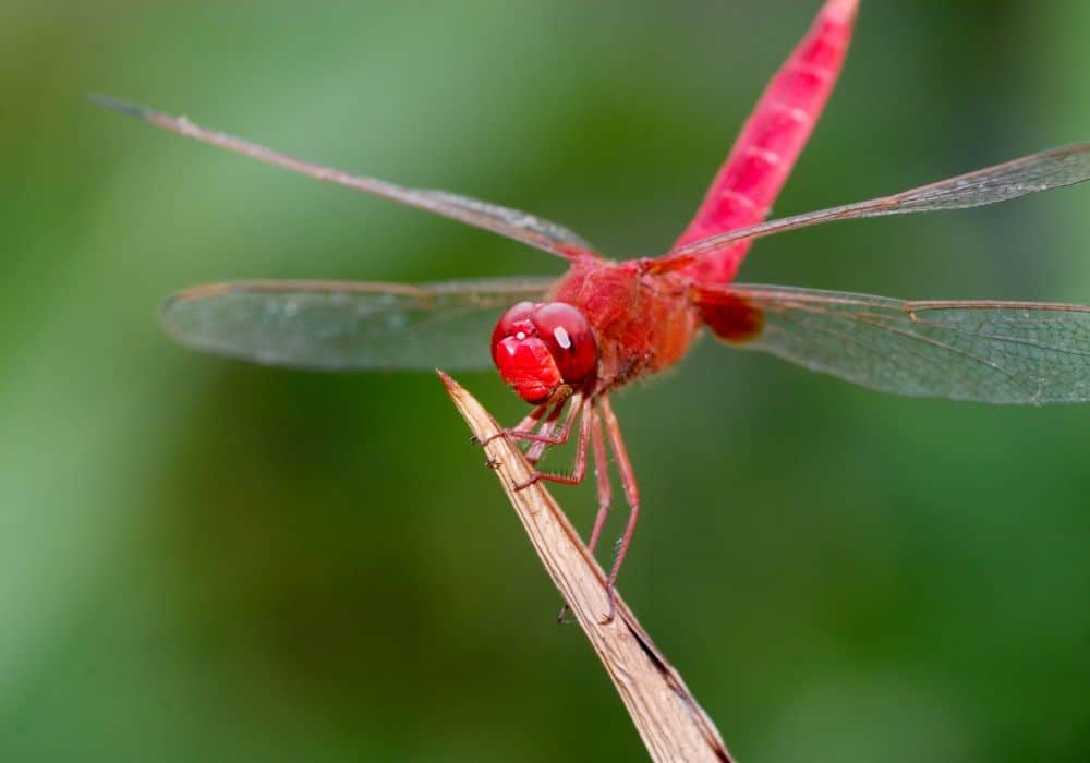 The Symbolism of Dragonflies in Religion