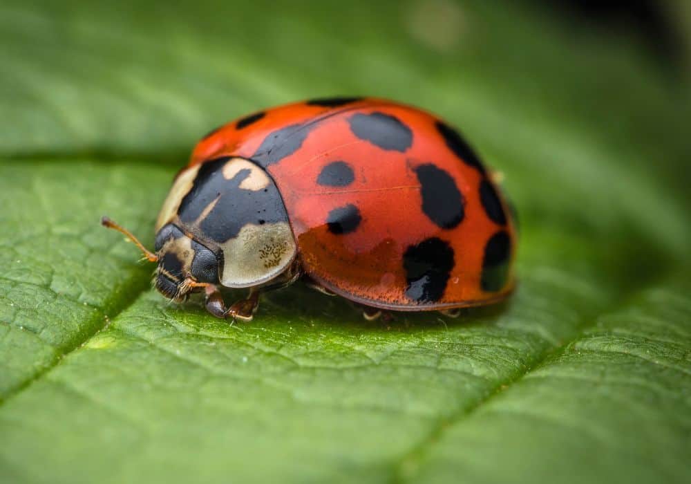 The Symbolism of Ladybugs in Mythology