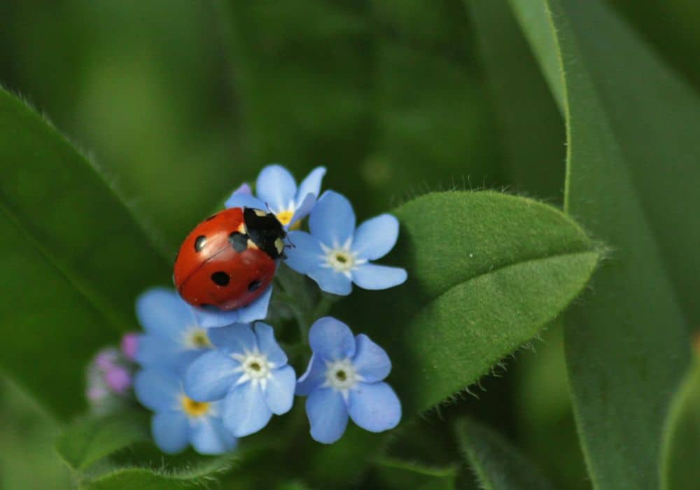 The Symbolism of Ladybugs in Religion