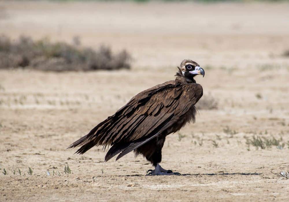 The Symbolism of Vultures in Culture