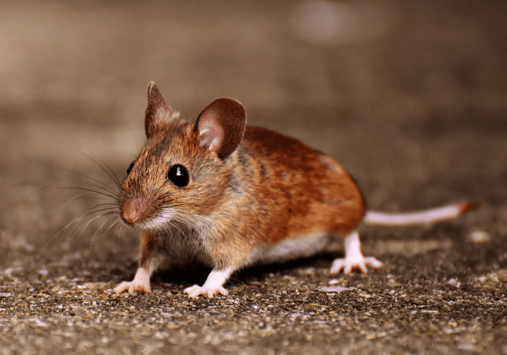 The Symbolism of the Mouse as Spirit Animal
