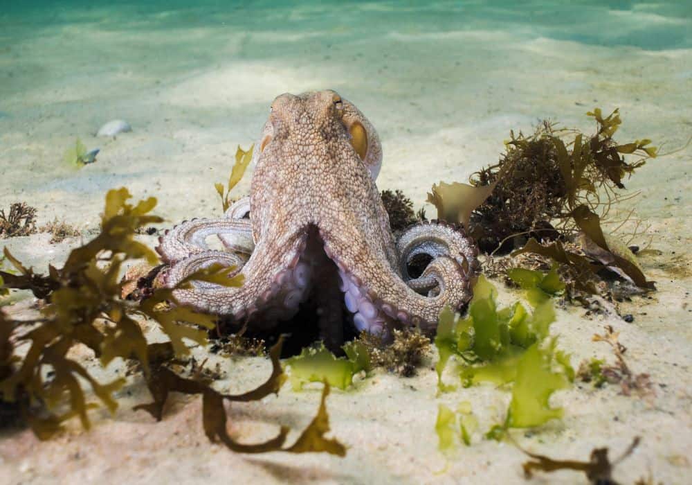 The Symbolism of the Octopus in Religion