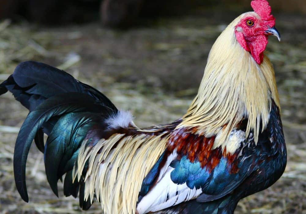 The Symbolism of the Rooster in Culture