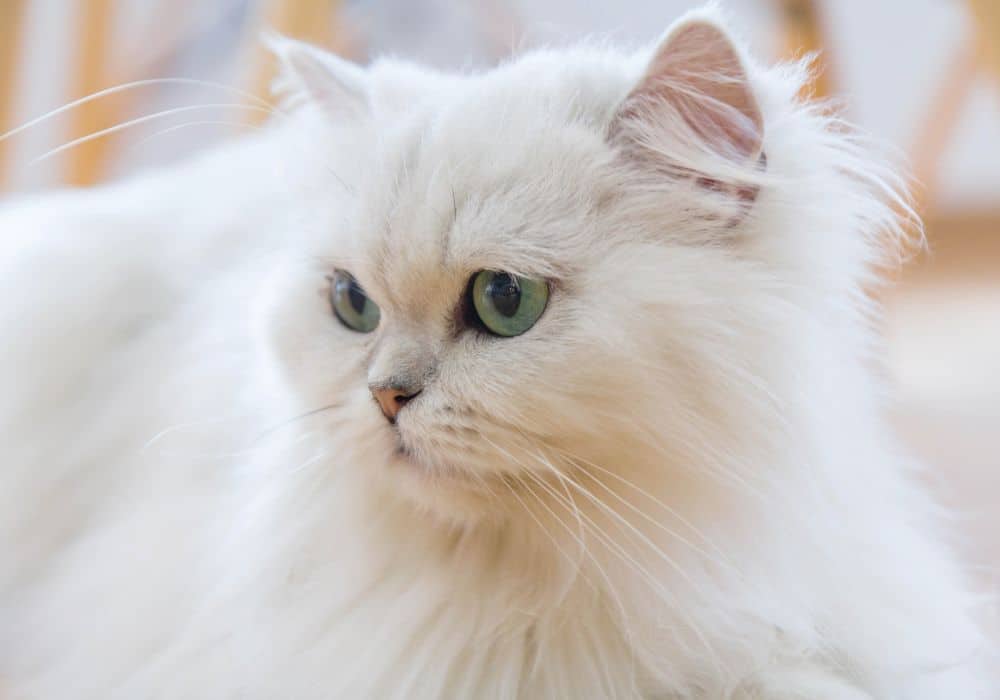 Cat Symbolism: 19 Spiritual Meanings Of Cat